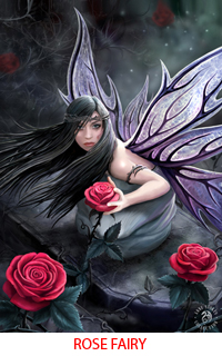 Rose Fairy